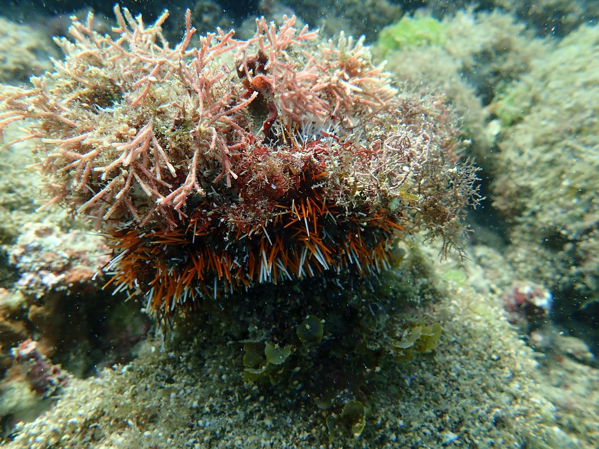 澎湖縣水產種苗繁殖場